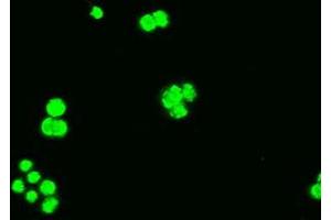 Immunofluorescence (IF) image for anti-BCL2-Like 1 (BCL2L1) (AA 1-212) antibody (ABIN1490610) (BCL2L1 抗体  (AA 1-212))