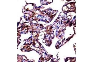 Immunohistochemistry analysis in formalin fixed and paraffin embedded human placenta tissue reacted with Fibulin-1 Antibody (C-term) followed by peroxidase conjugation of the secondary antibody and DAB staining. (Fibulin 1 抗体  (C-Term))