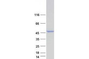 Western Blotting (WB) image for NDRG Family Member 4 (NDRG4) (Transcript Variant 3) protein (Myc-DYKDDDDK Tag) (ABIN2726990)
