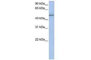 Collagen Type XXV Alpha 1 antibody used at 1 ug/ml to detect target protein. (COL25A1 抗体  (Middle Region))