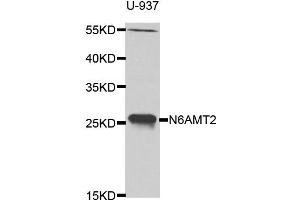 Western blot analysis of extracts of U-937 cell line, using N6AMT2 antibody. (N6AMT2 抗体)