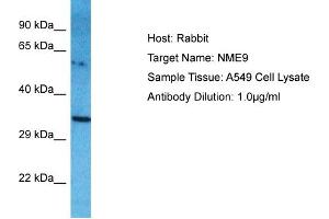 Host: Rabbit Target Name: NME9 Sample Type: A549 Whole Cell lysates Antibody Dilution: 1.