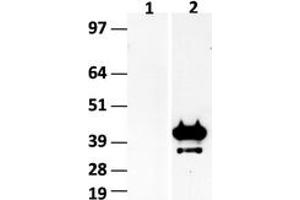 Western Blotting (WB) image for anti-Hes Family bHLH Transcription Factor 1 (HES1) (AA 1-280) antibody (ABIN2722645) (HES1 抗体  (AA 1-280))