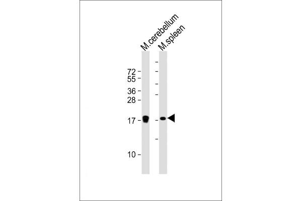 H3F3B anticorps  (AA 103-136)