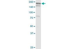 GBF1 monoclonal antibody (M04), clone 4B2. (GBF1 抗体  (AA 101-209))