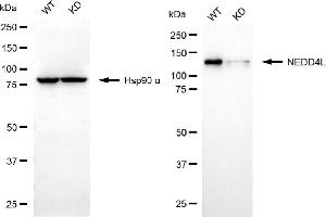 Western blotting analysis using NEDD4L antibody (ABIN7798419).