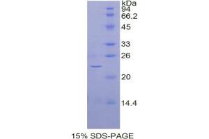 SDS-PAGE analysis of Cow BMP4 Protein. (BMP4 蛋白)