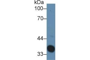 Western Blotting (WB) image for anti-Haptoglobin (HP) (AA 104-346) antibody (ABIN7443863)