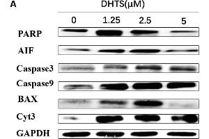 Apoptosis related proteins were detected in EOMA cells after treated with DHTS and propranolol. (PARP1 抗体  (AA 81-390))