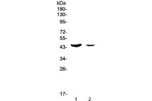 Western blot testing of human 1) SW620 and 2) HepG2 lysate with MUC7 antibody at 0.