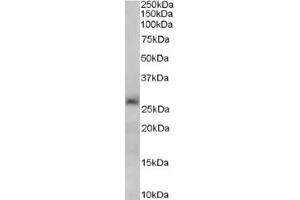 Image no. 1 for anti-Sirtuin 3 (SIRT3) (C-Term) antibody (ABIN374622) (SIRT3 抗体  (C-Term))
