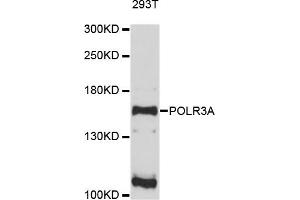 Western blot analysis of extracts of 293T cells, using POLR3A antibody. (POLR3A 抗体)