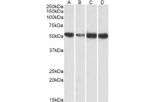 Western Blotting (WB) image for anti-ATP Synthase, H+ Transporting, Mitochondrial F1 Complex, alpha Subunit 1, Cardiac Muscle (ATP5A1) (Internal Region) antibody (ABIN1782159)