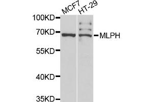 Western blot analysis of extracts of various cell lines, using MLPH antibody. (Melanophilin 抗体)