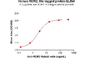 Receptor Tyrosine Kinase-Like Orphan Receptor 2 (ROR2) (AA 34-403) protein (His tag)