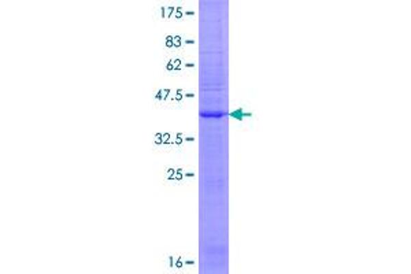 Glutamate Receptor 3 Protein (AA 1-144) (GST tag)