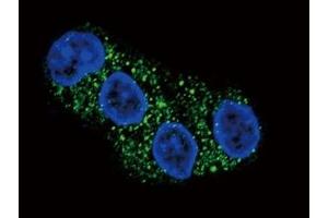 Confocal immunofluorescent analysis of ABCG2 antibody with HepG2 cells followed by Alexa Fluor 488-conjugated goat anti-rabbit lgG (green). (ABCG2 抗体  (AA 305-335))