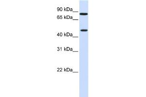 WB Suggested Anti-ZNF710 Antibody Titration:  0. (ZNF710 抗体  (N-Term))