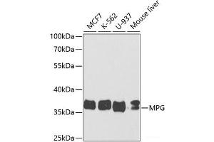 Western blot analysis of extracts of various cell lines using MPG Polyclonal Antibody at dilution of 1:1000. (MPG 抗体)