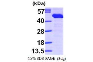 SDS-PAGE (SDS) image for Endoplasmic Reticulum Protein 44 (ERP44) (AA 30-406) protein (His tag) (ABIN667186)