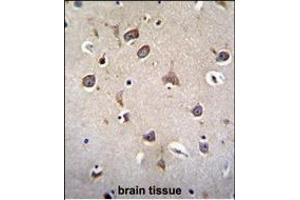 ZN Antibody (N-term) (ABIN655551 and ABIN2845059) immunohistochemistry analysis in formalin fixed and paraffin embedded human brain tissue followed by peroxidase conjugation of the secondary antibody and DAB staining. (ZNF665 抗体  (N-Term))