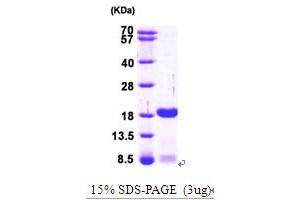Activated RNA Polymerase II Transcriptional Coactivator p15 (SUB1) (AA 1-127) protein (His tag)