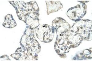 Immunohistochemical staining (Formalin-fixed paraffin-embedded sections) of human placenta with EPS8L1 polyclonal antibody  at 4-8 ug/mL working concentration. (EPS8-Like 1 抗体  (N-Term))