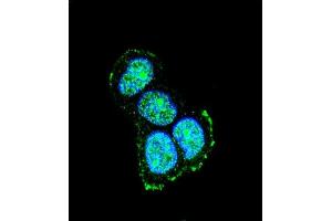 Confocal immunofluorescent analysis of JIP1 Antibody (C-term) (ABIN652961 and ABIN2842613) with MCF-7 cell followed by Alexa Fluor® 488-conjugated goat anti-rabbit lgG (green).