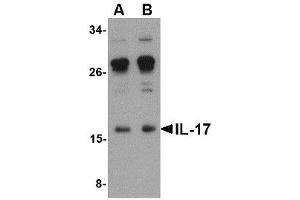 Image no. 1 for anti-Interleukin 17A (IL17A) (Internal Region) antibody (ABIN341694) (Interleukin 17a 抗体  (Internal Region))