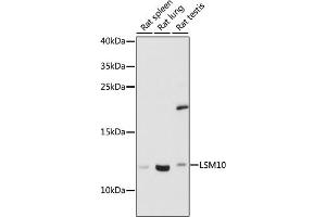 Western blot analysis of extracts of various cell lines, using LSM10 antibody (ABIN7268305) at 1:1000 dilution. (LSM10 抗体  (AA 1-123))