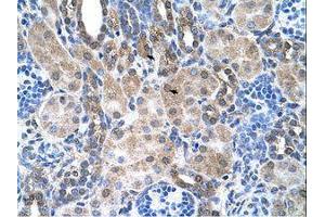 Image no. 1 for anti-Solute Carrier Family 6, Member 18 (SLC6A18) (AA 351-400) antibody (ABIN205030) (SLC6A18 抗体  (AA 351-400))