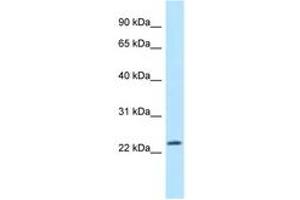 Image no. 1 for anti-Mitochondrial Ribosomal Protein L43 (MRPL43) (N-Term) antibody (ABIN6747845) (MRPL43 抗体  (N-Term))