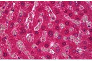 Anti-SPHK1 antibody IHC staining of human liver. (SPHK1 抗体)