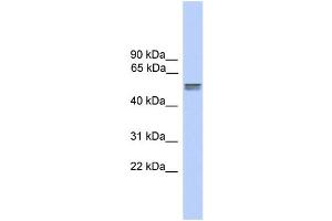 WB Suggested Anti-CDR2L Antibody Titration:  0. (CDR2L 抗体  (N-Term))