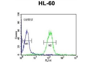 Flow Cytometry (FACS) image for anti-Apolipoprotein L, 4 (APOL4) antibody (ABIN3002795) (Apolipoprotein L 4 抗体)