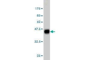 Western Blot detection against Immunogen (35. (KSR2 抗体  (AA 411-500))