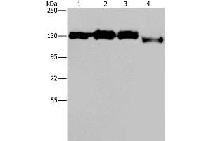 Western Blot analysis of Hela, 293T, Raji and 231 cell using GTF2I Polyclonal Antibody at dilution of 1:400 (GTF2I 抗体)