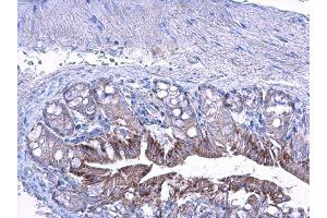 IHC-P Image LETM1 antibody detects LETM1 protein at cytoplasm on mouse colon by immunohistochemical analysis. (LETM1 抗体  (C-Term))