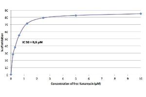 Image no. 1 for anti-Kanamycin antibody (ABIN346966) (Kanamycin 抗体)