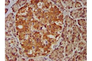 IHC image of ABIN7159000 diluted at 1:400 and staining in paraffin-embedded human pancreatic tissue performed on a Leica BondTM system. (MBIP 抗体  (AA 91-241))