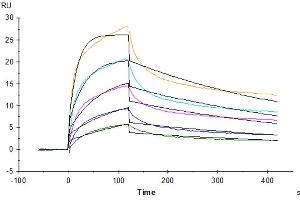 Rhesus macaque LILRB1, hFc Tag captured on CM5 Chip via Protein A can bind Rhesus macaque HLA-G Complex Tetramer, His Tag with an affinity constant of 1. (HLAG Protein (AA 25-305, Tetramer) (His-Avi Tag,Peptide (RIIPRHLQL)))
