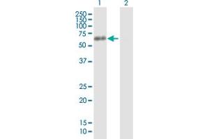 Western Blot analysis of HNRNPK expression in transfected 293T cell line by HNRNPK MaxPab polyclonal antibody. (HNRNPK 抗体  (AA 1-463))