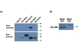 Image no. 1 for anti-Ras-Related Associated with Diabetes (RRAD) (AA 36-48) antibody (ABIN1104075) (RRAD 抗体  (AA 36-48))