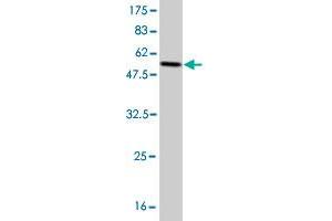 Western Blot detection against Immunogen (55. (GCLM 抗体  (AA 1-274))