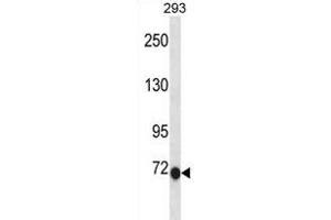 CLIC6 Antibody (C-term) (ABIN1881211 and ABIN2838637) western blot analysis in 293 cell line lysates (35 μg/lane). (CLIC6 抗体  (C-Term))
