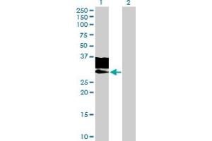 Western Blot analysis of GNPTG expression in transfected 293T cell line by GNPTG MaxPab polyclonal antibody. (GNPTG 抗体  (AA 19-304))