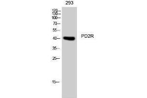 Western Blotting (WB) image for anti-Prostaglandin D2 Receptor (PTGDR) (C-Term) antibody (ABIN3180803) (PTGDR 抗体  (C-Term))