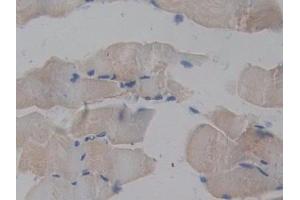Immunohistochemistry (IHC) image for anti-TNF Receptor-Associated Factor 2 (TRAF2) (AA 238-491) antibody (ABIN7443455)