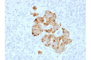 Formalin-fixed, paraffin-embedded human Pancreas stained with Chromogranin A Rabbit Polyclonal Antibody. (Chromogranin A 抗体)