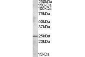 Western Blotting (WB) image for Pleckstrin Homology Domain Containing, Family B (Evectins) Member 1 (PLEKHB1) peptide (ABIN368728) (Pleckstrin Homology Domain Containing, Family B (Evectins) Member 1 (PLEKHB1) Peptide)